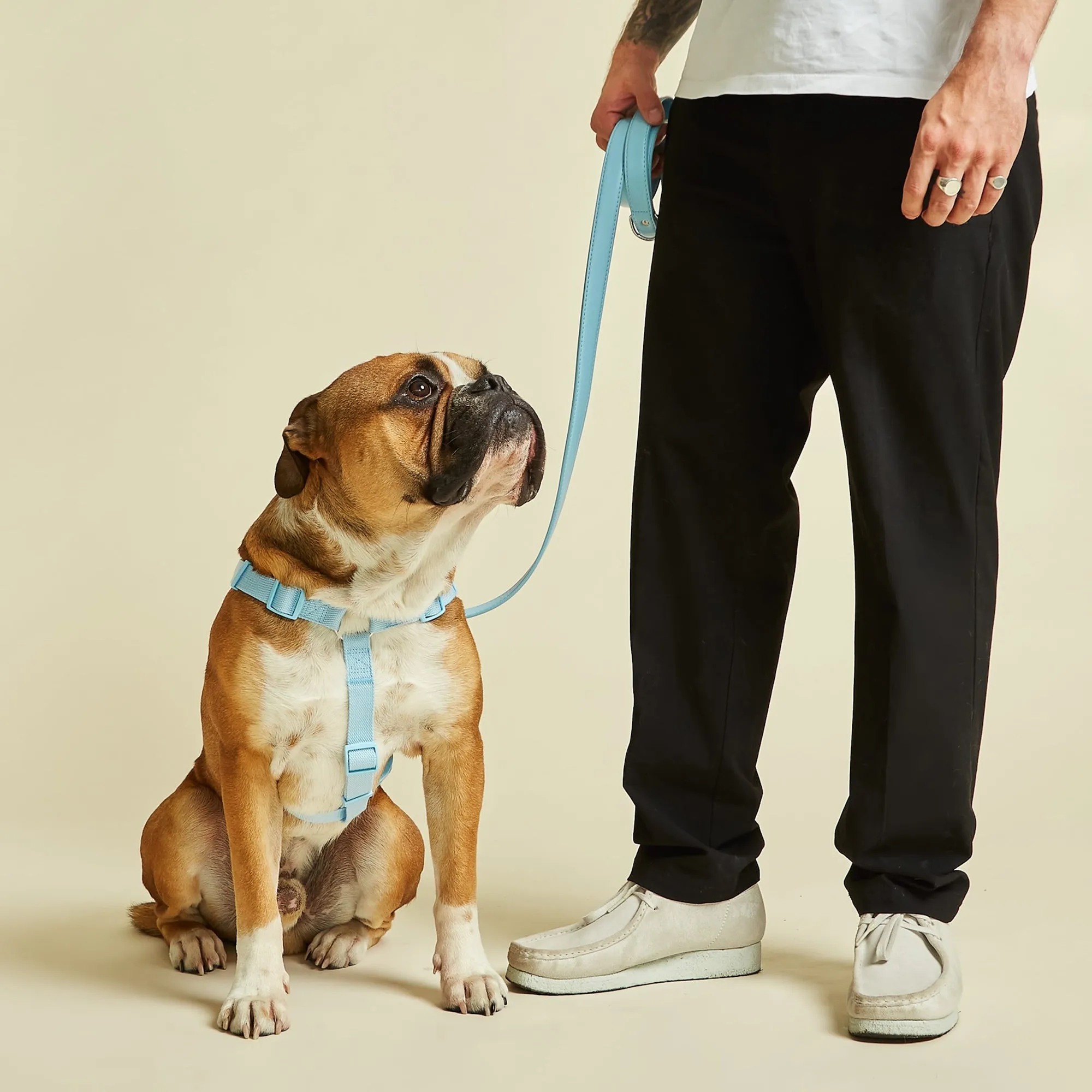 Coastal Blue Dog Harness & Lead Set