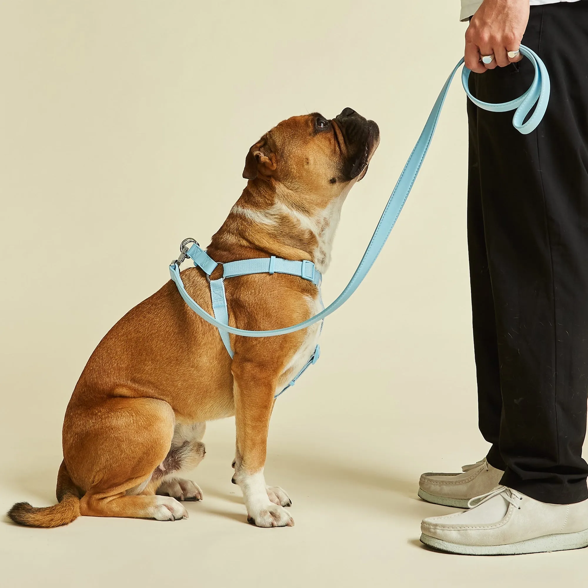 Coastal Blue Dog Harness & Lead Set