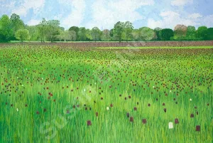 Fritillary Meadow Limited Edition