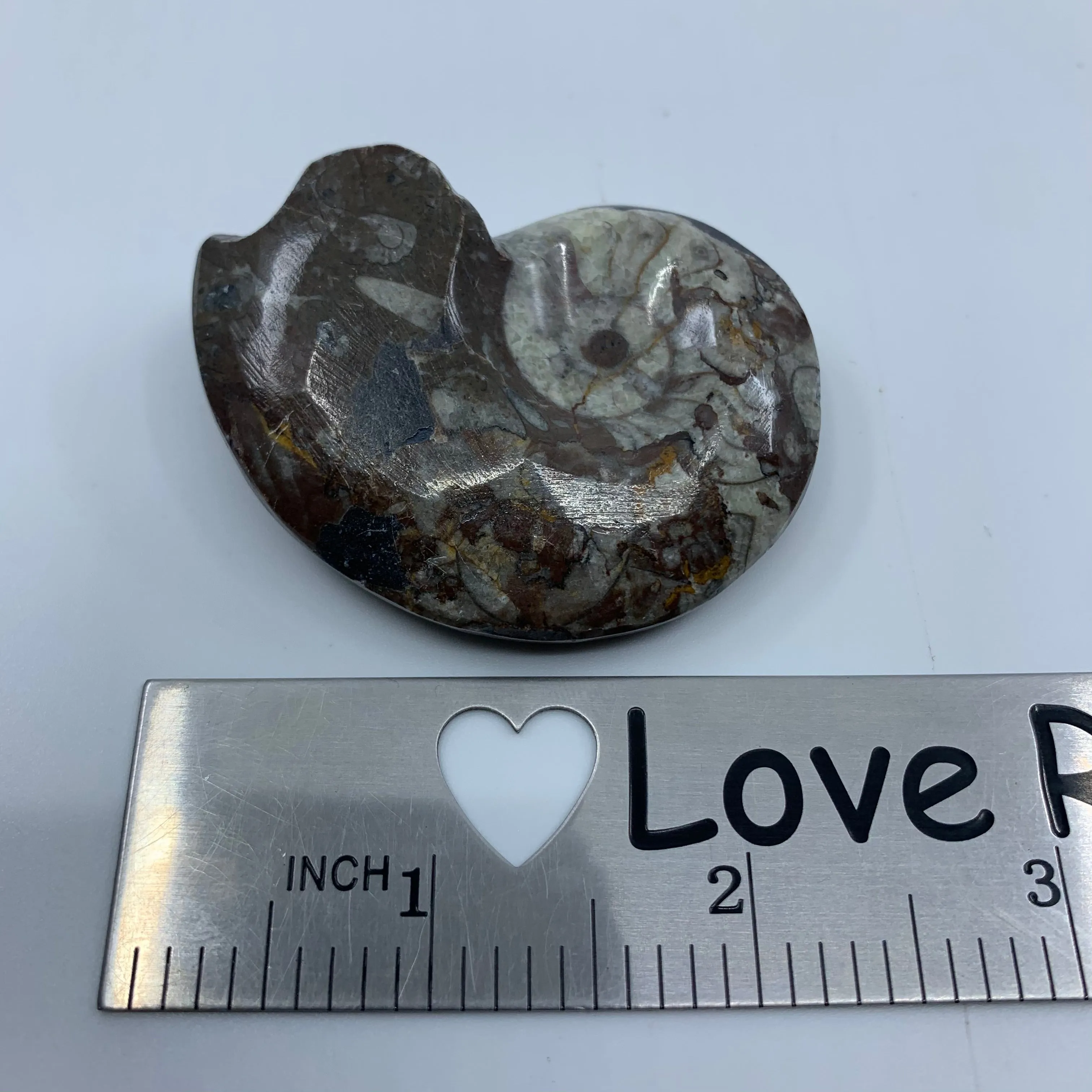 Goniatites