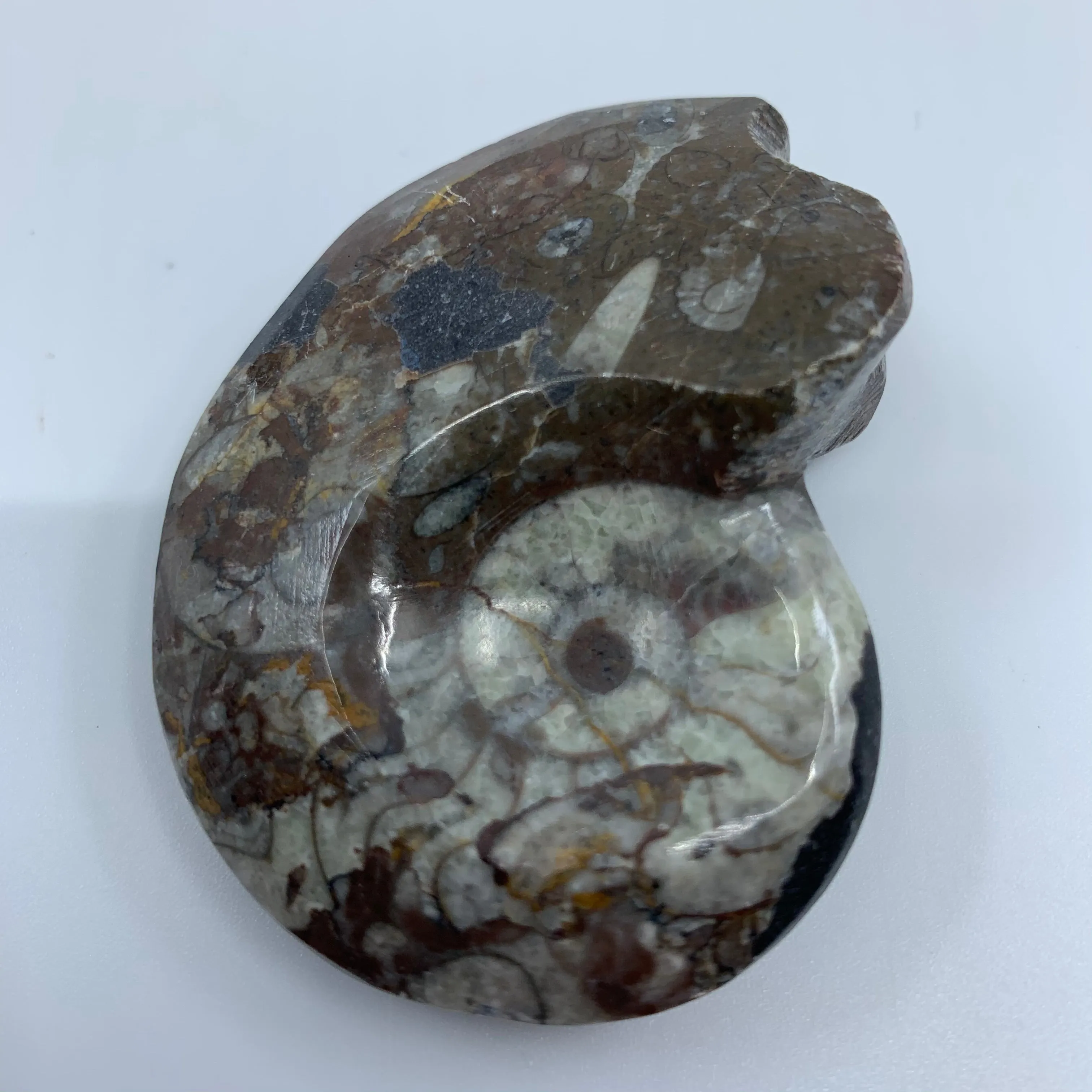Goniatites