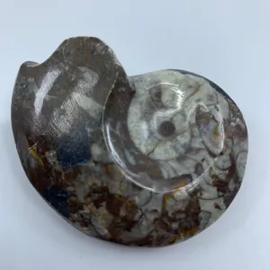 Goniatites