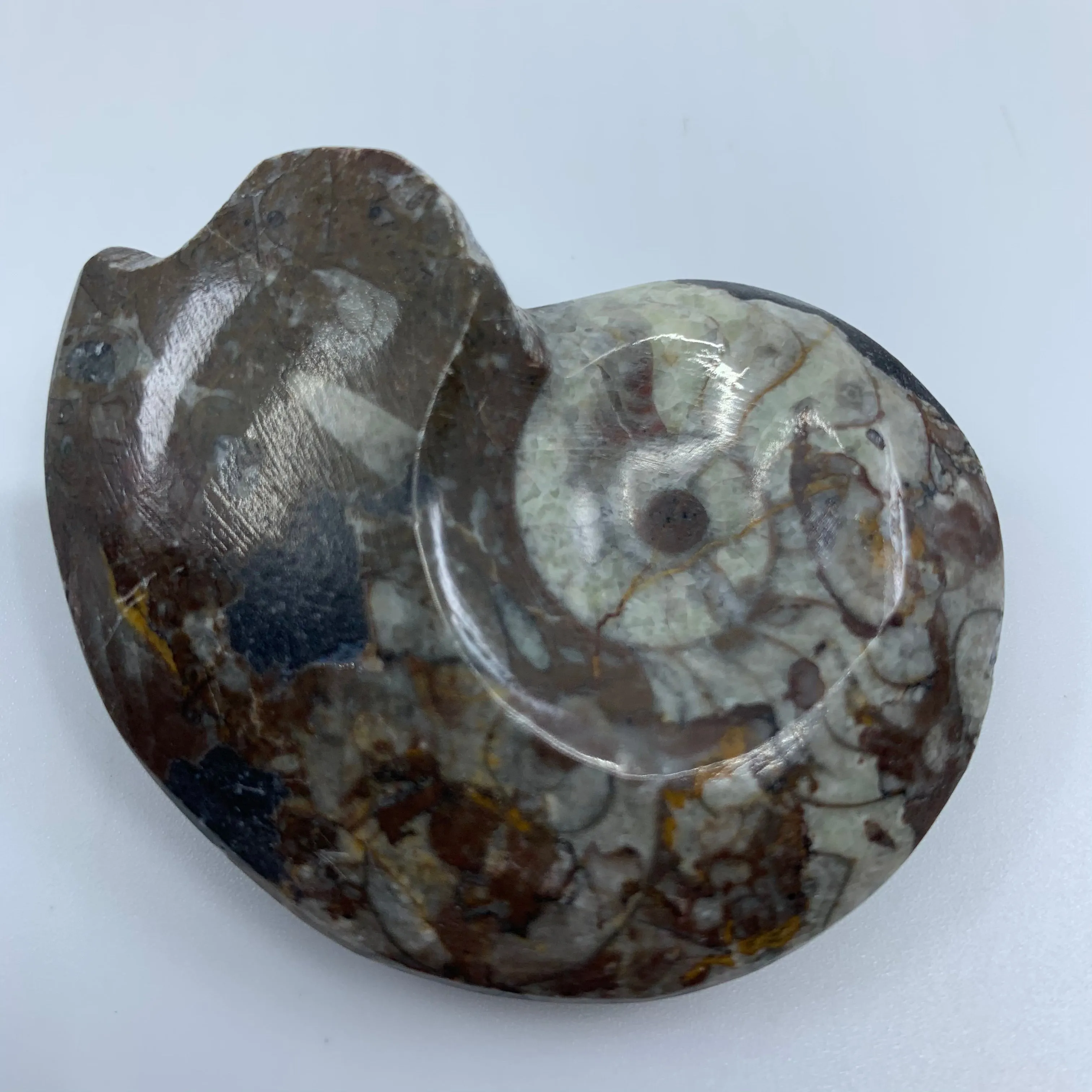 Goniatites