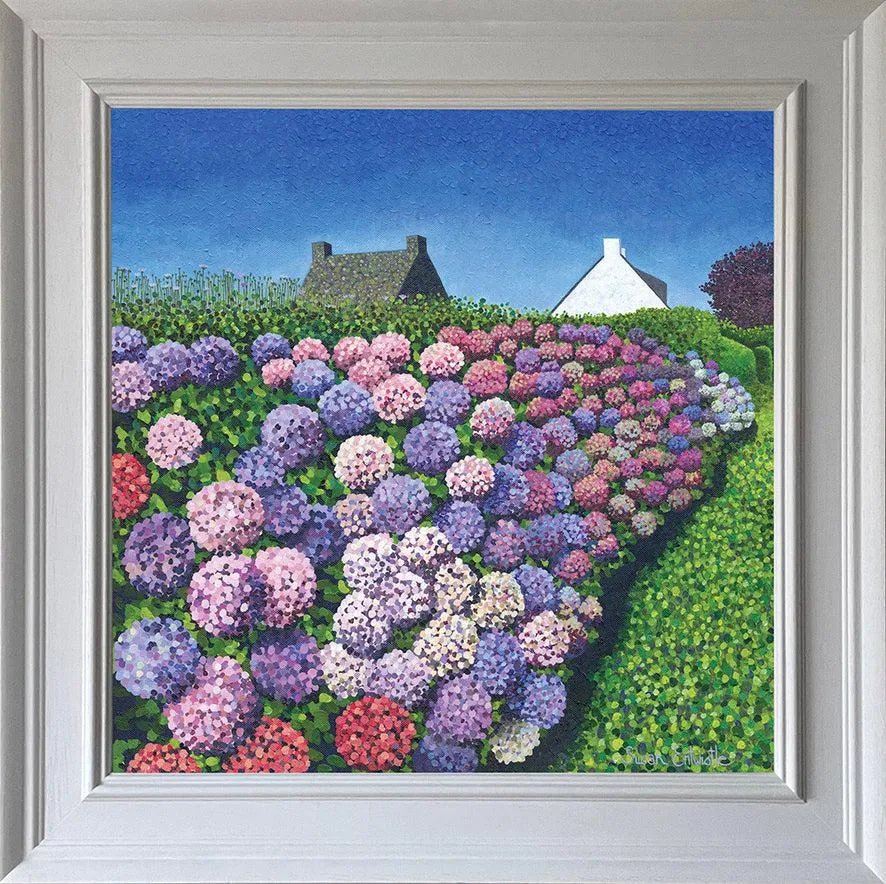 Hydrangeas in Vannes