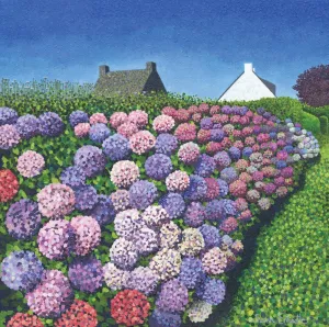 Hydrangeas in Vannes