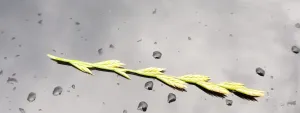 Rain & Grain