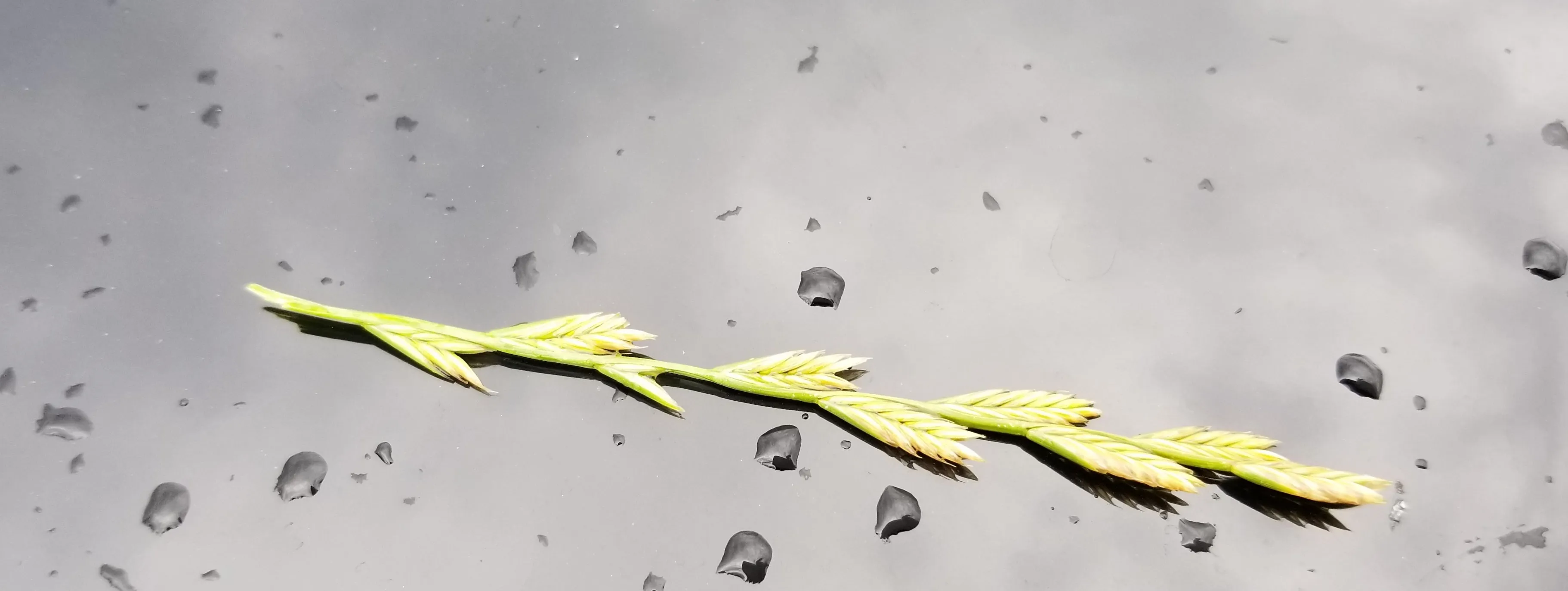 Rain & Grain