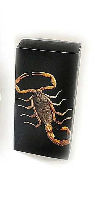 Real Black Scorpion In Clear Resin Diamond Shape Bracelet Real Nature Gifts