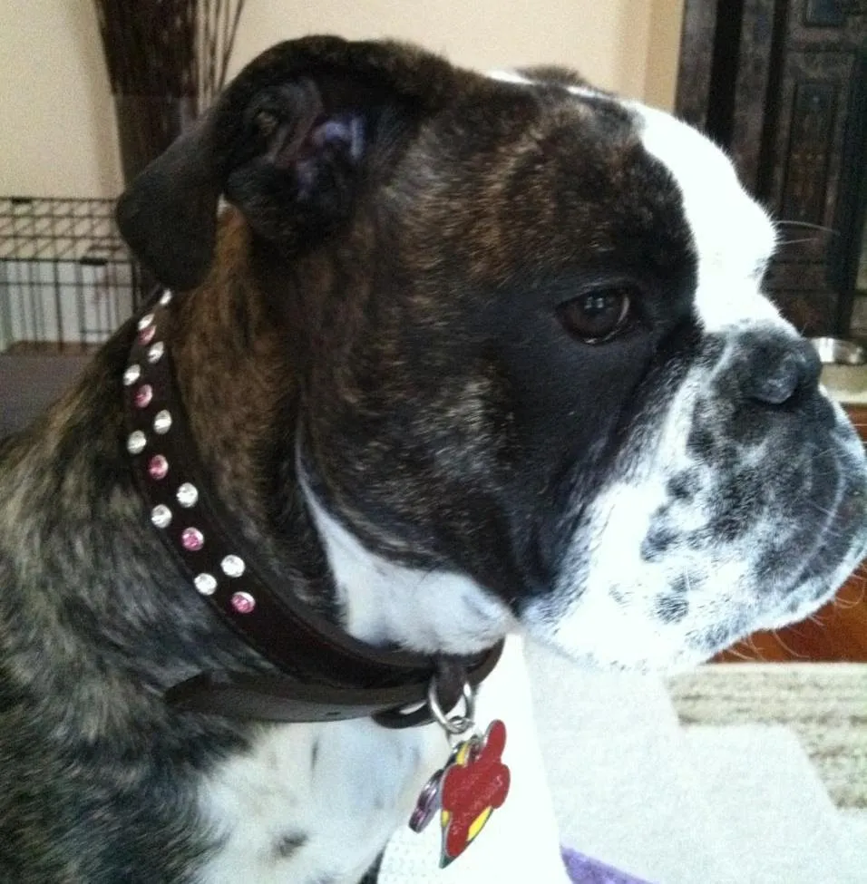 Stella Jewel 2 Tone Cluster Leather Dog Collar