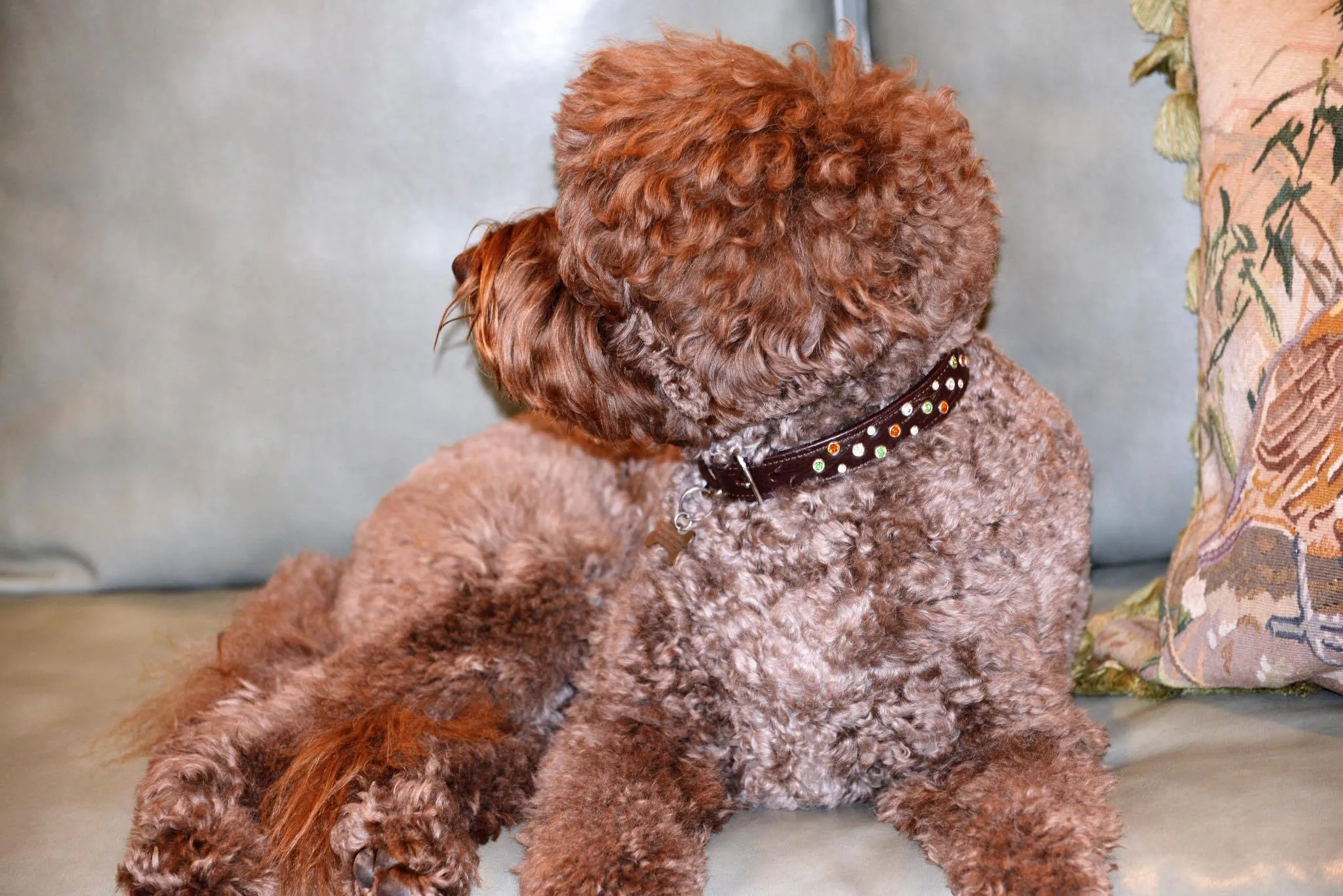 Stella Jewel 2 Tone Cluster Leather Dog Collar