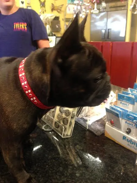 Stella Jewel 2 Tone Cluster Leather Dog Collar