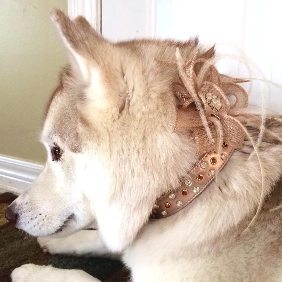 Stella Jewel 2 Tone Cluster Leather Dog Collar